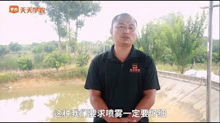 清醒点柑橘园里的青苔，其实是你亲手养的快用这招搞定