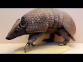 brazilian 3 banded armadillo 4k