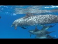 spotted dolphins of biminii