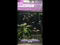 【養魚日記】孔雀魚跟米奇魚寶寶成長日記🐟 day 1 guppy fish and mickey fish baby vlog（2021 3 10）