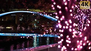 Beautiful!Meguro River illumination Japan,Tokyo cherry blossom trees[subtitles]