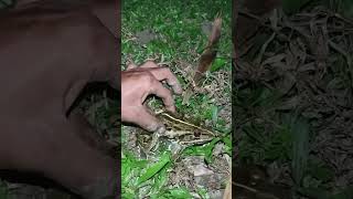 Catching frog make you laugh | catching frog live 🛑LIVE 🎞️🎥