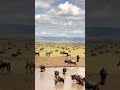 Wildebeests and Zebra Time Lapse #shorts