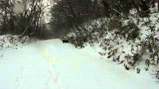 那須高原で今シーズン初のワンコの雪遊び