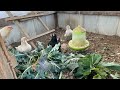 2024 12 21 本日のアローカナたち 〜today s chickens〜