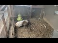 2024 12 21 本日のアローカナたち 〜today s chickens〜