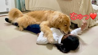 娘に対して愛情表現が重すぎる大型犬クッキー【ゴールデンレトリバーとミニチュアダックスフンド】