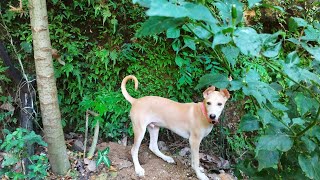 ചിക്കു puppy LIVE video in christmas DAY