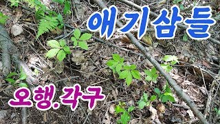 고패삼 산삼 찾는법....산삼 자생지 오행.각구 어린삼을 볼줄 알아야 큰삼도 봅니다