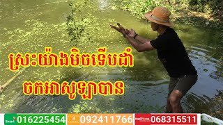 ដាំចកសូឡាក្នងស្រះ plan Azolla in pond