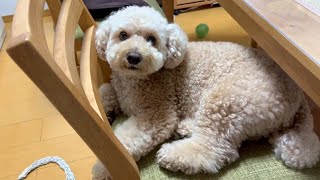 自分の体が大きいことに気づいてない大きいトイプードル【デカプー】【トイプードルのロアくん】【toy poodle】