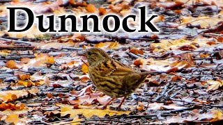 Early Winter Dunnock #4k #birds #newzealandnature #newzealand