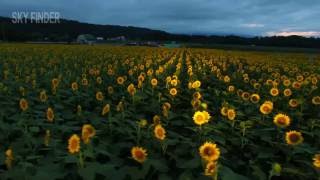 新潟空撮　ひまわり広場ライトアップ（新潟県津南町 2016.08.10撮影4K）