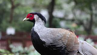 尤德觀鳥園（Youde Aviary）-- 香港公園