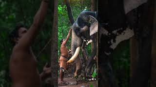 ശേഖരൻ 😍 | Kerala Popular Elephants | നാടൻ ആന | Cherupulaserry | Short Videos | Full screen