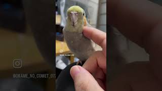 お留守番が長かったので寂しかったオカメインコ#オカメインコ #cockatiel #寂しがり屋 #shorts