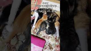 ママのミルクをごくごく飲む子猫達