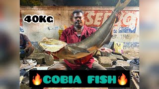 🦈காசிமேடு (Speed)செல்வம் 40Kg கடவரா மீனை வேகமாக வெட்டும் காட்சி 🔪🔪VA MARINE 🔪