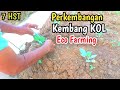 Perkembangan Kembang Kol Eco Farming 7 HST