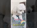 【カメラ目線下さい】してくれません❣️チワマルアッシュ！ shorts dog 犬 癒し