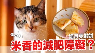 請大家不要看到最後！米香很愛貓月亮蝦餅【貓副食食譜】好味貓鮮食廚房EP140