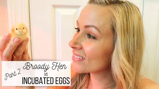 Broody Hen vs Incubated Eggs 🐣 || Part 2 || Replenishing our Flock!