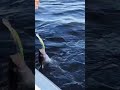 Рыбинка Лето.... Судаки рыбалка fishing