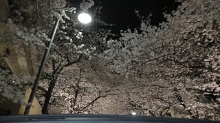 【4K動画】東京の桜（満開）アークヒルズ（1km）さくら並木（オープンカー）桜のトンネル（夜桜）Tokyo Cherry blossoms