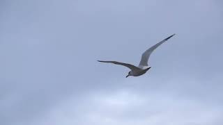 Seagull Flying the Sky | 4K VIDEOS ULTRA HD