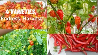 Secrets to Growing Peppers Like a Pro. My High-Yield Harvest Guide.