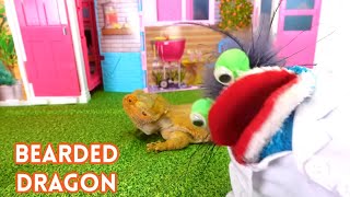 Fizzy Gives Puppy Dogs and Bearded Dragon Pets a Check Up