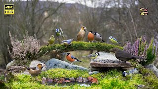 Amazing Birds for watching 🐦 for all pets  4k HDR  CATs tv