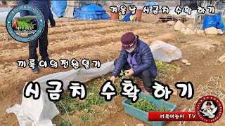 겨울날 시금치 수확 하기.끼룩이의전원일기.끼룩아놀자TV