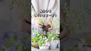 【寄せ植え】〜株分けの方法〜 #ガーデニングの楽しみ方 #ギャザリング寄せ植え #gardeningvideos #庭のある暮らし #寄せ植え