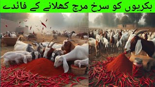 Red Chillies benefits for Goats | Benefits of Feeding Red Chilli to Goats | Big Boer Goat Farming