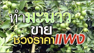 มุมหมอพืช EP.60 : ทำมะนาวขาย ช่วงราคาแพง : สนใจติดต่อเพิ่มเติม Line ID : \