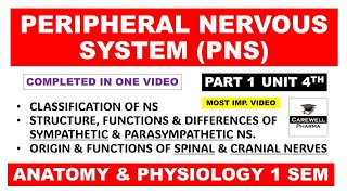 Peripheral Nervous System (complete) | Sympathetic Parasympathetic | Spinal and Cranial Nerves | Ch1