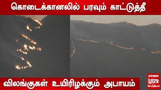 கொடைக்கானலில் பரவும் காட்டுத்தீ - விலங்குகள் உயிரிழக்கும் அபாயம் | Kodaikanal | Wildfire