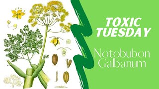 Toxic Tuesday - Notobubom Galbanum (Blister Bush)