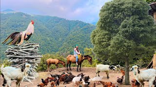 Everyday Village Life in the Mountains of Northern Iran