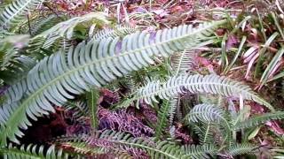 The Hard or Deer Fern (Blechnum spicant), Ayrshire - Nature Insights