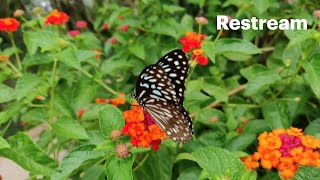 Lantana Camara Plant Identification ☘️