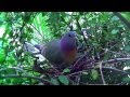 Pink-necked Green Pigeon Nesting