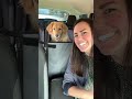 comparing two dog backseat covers review rundown backseat extender for dogs