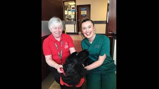 Cariad Pet Therapy - Hospital diaries