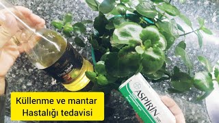 kalanşolarda külleme ve mantar hastalığı tedavisi- sirke ve aspirinin mucize tedavisi 🌹