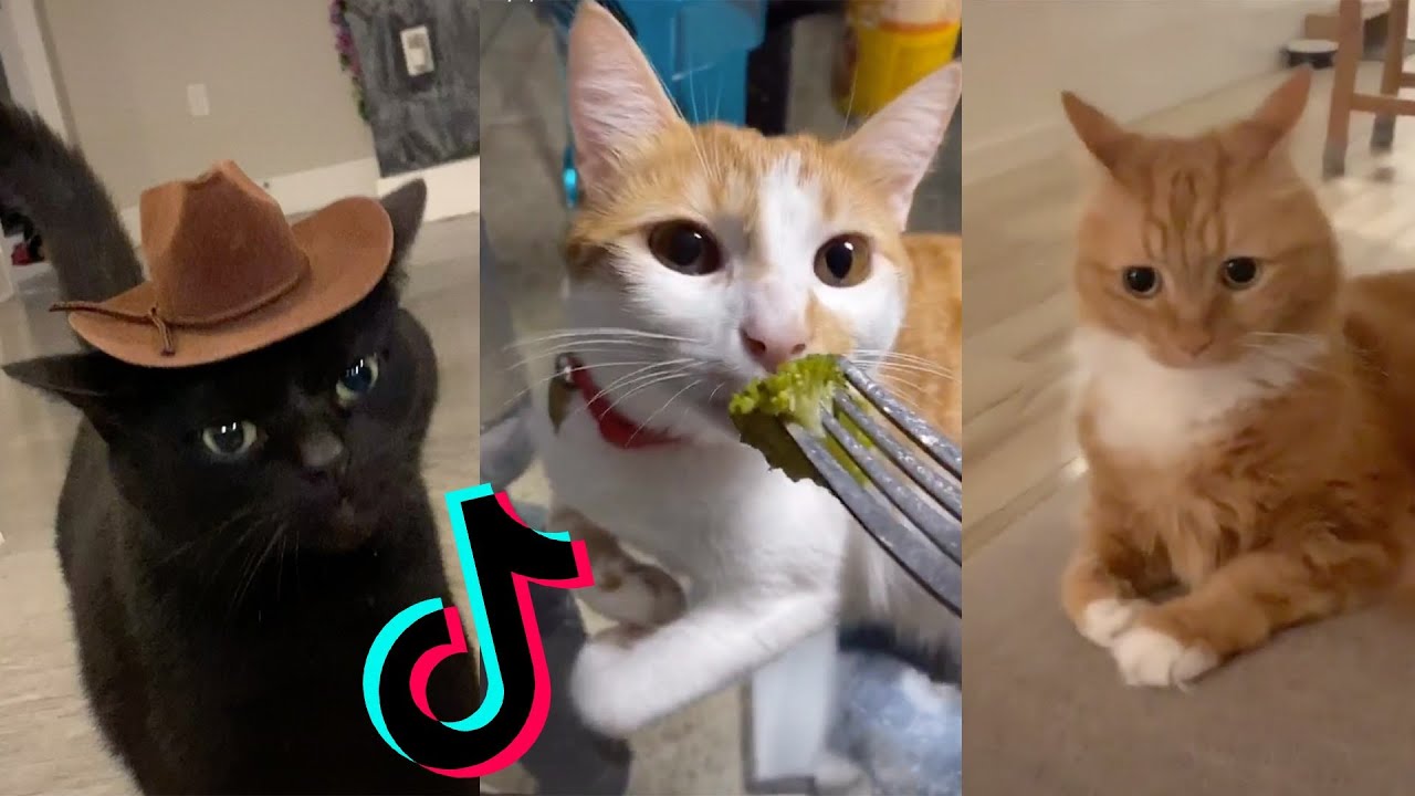 Cats Being..CATS 😸~Tiktok Compilation #2 - YouTube