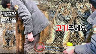 이원영 사육사와 아기 호랑이의 애절한 눈빛교환