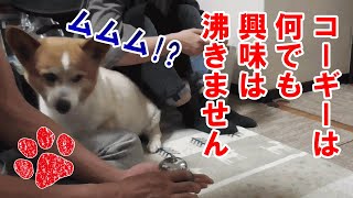 チロが怯えるアレ！人間も驚くけどね【コーギーチロ】