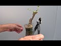 step by step exposed root bougainvillea bonsai update u0026 pruning tutorial 🌺